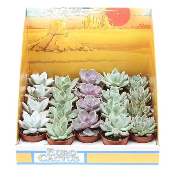 Горшечные цветы и растения оптом Echeveria Mix In Showbox от 20шт (для телеги) из Голландии с доставкой по России