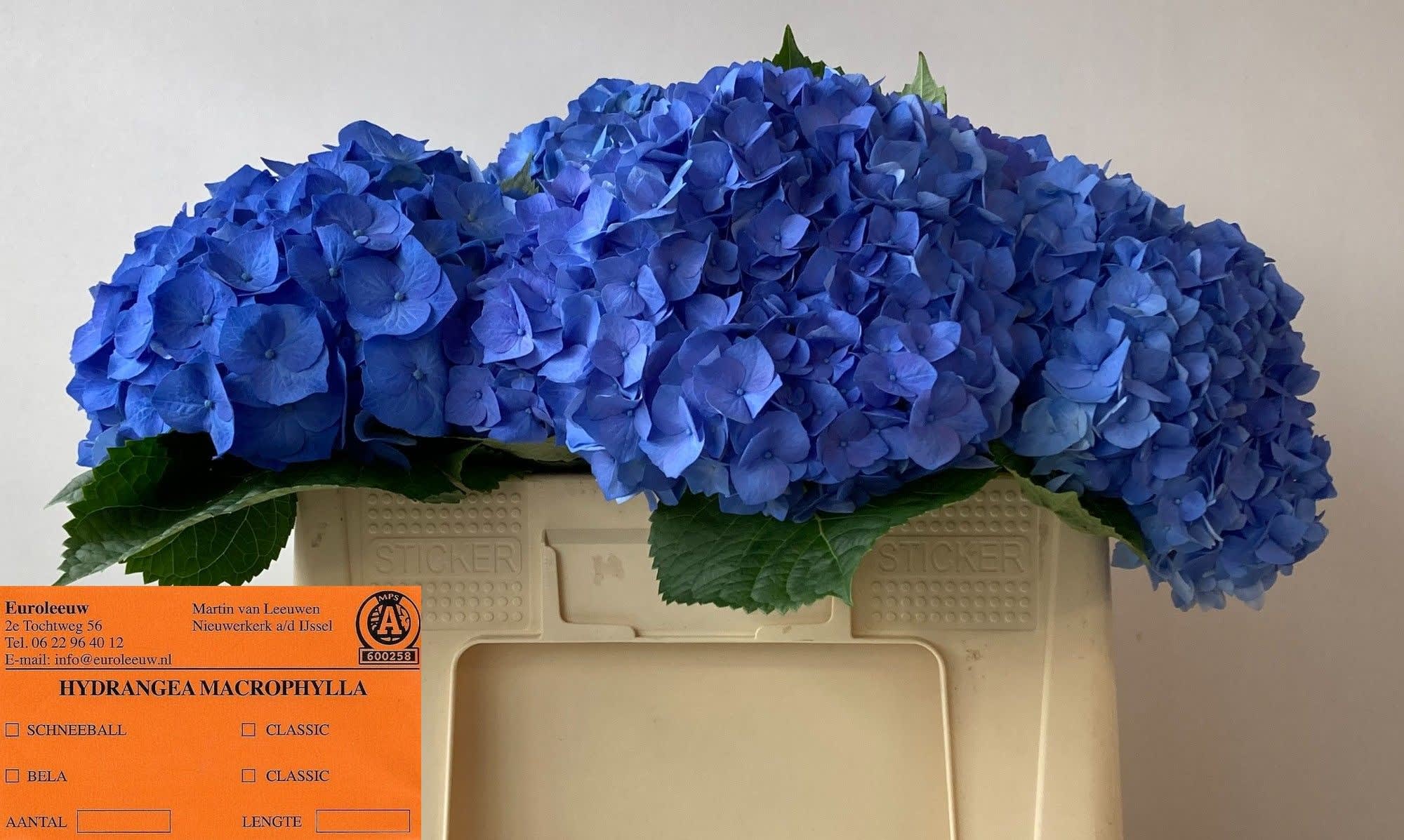 Срезанные цветы оптом Hydrangea bela blue от 10шт из Голландии с доставкой по России