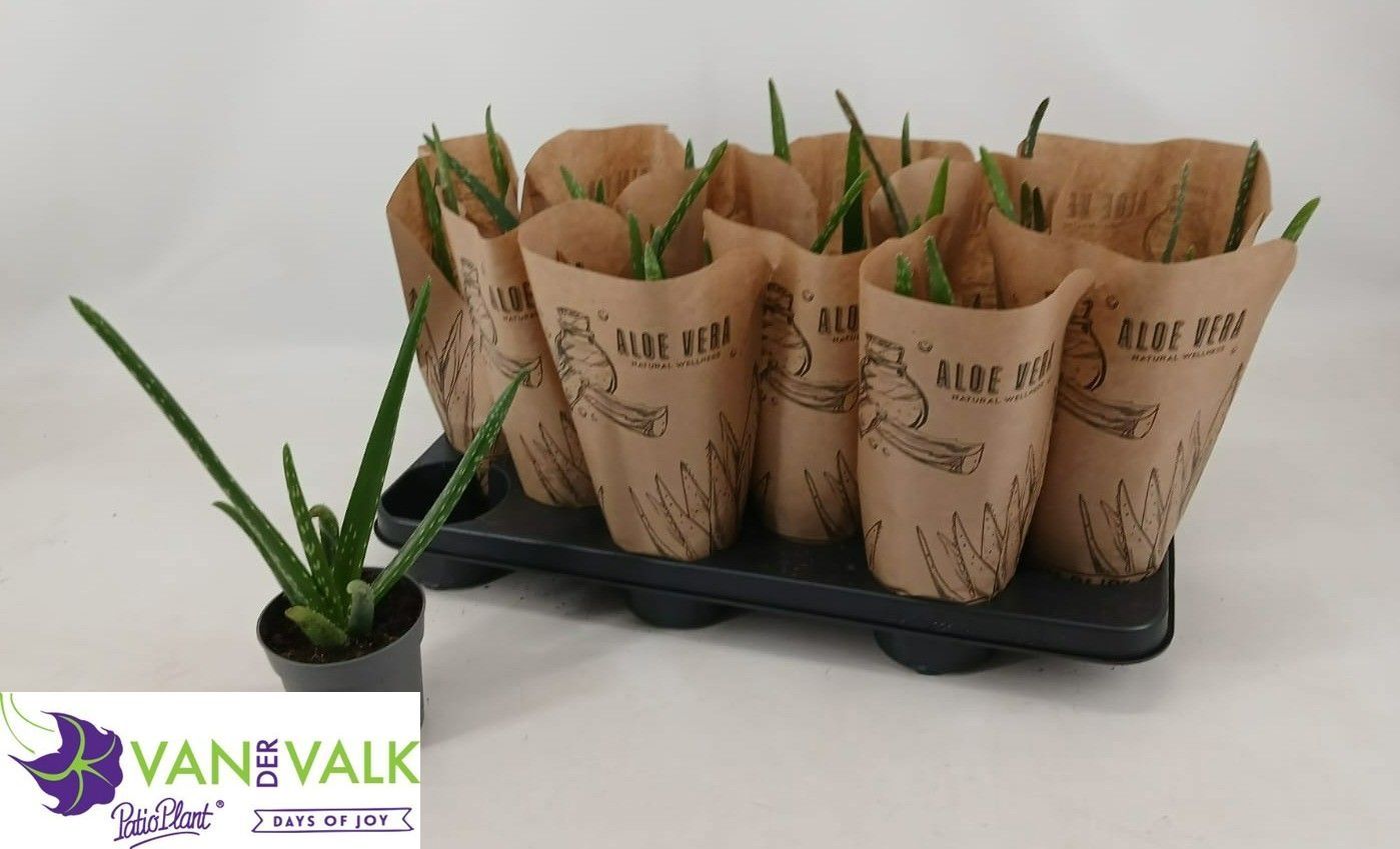 Горшечные цветы и растения оптом Aloe Vera от 12шт из Голландии с доставкой по России