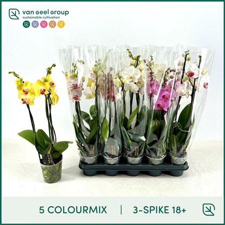 Горшечные цветы и растения оптом Phal 3st Mix 5 Colours 18+ (van Geel) от 10шт из Голландии с доставкой по России