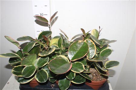 Горшечные цветы и растения оптом Hoya Aus Blondie от 6шт из Голландии с доставкой по России