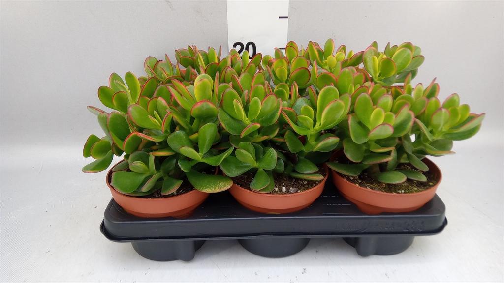 Горшечные цветы и растения оптом Crassula Ovata sunset от 6шт из Голландии с доставкой по России