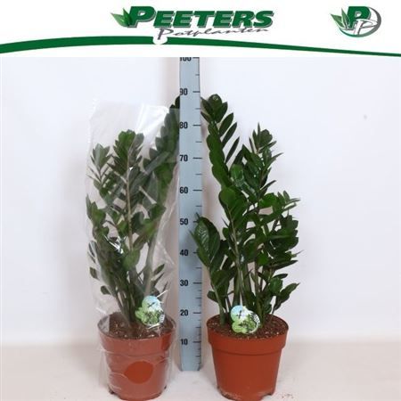 Горшечные цветы и растения оптом Zamigo Easy & Relaxing от 1шт из Голландии с доставкой по России