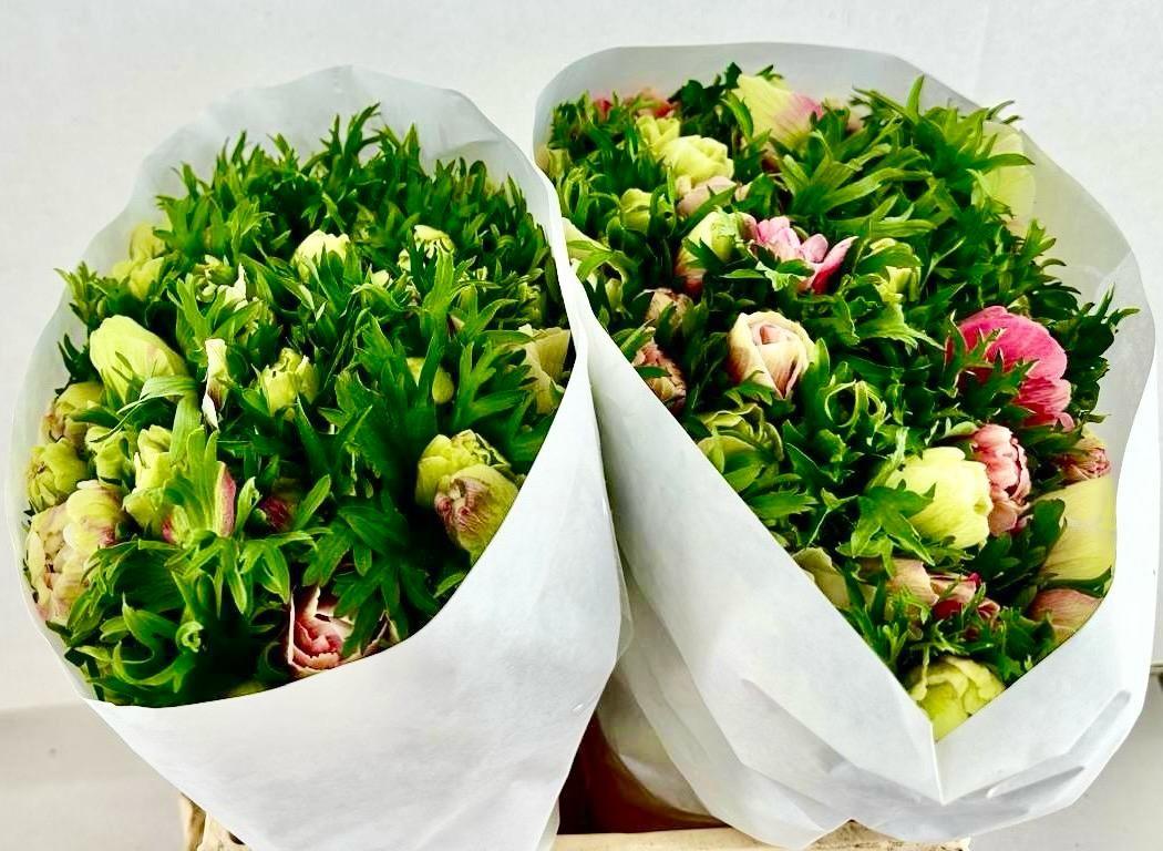 Срезанные цветы оптом Anemone mistral plus pink bicolour от 100шт из Голландии с доставкой по России