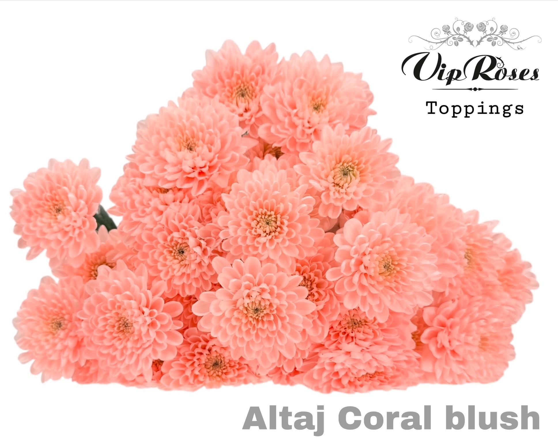 Срезанные цветы оптом Chrys sp paint altaj coral blush от 20шт из Голландии с доставкой по России