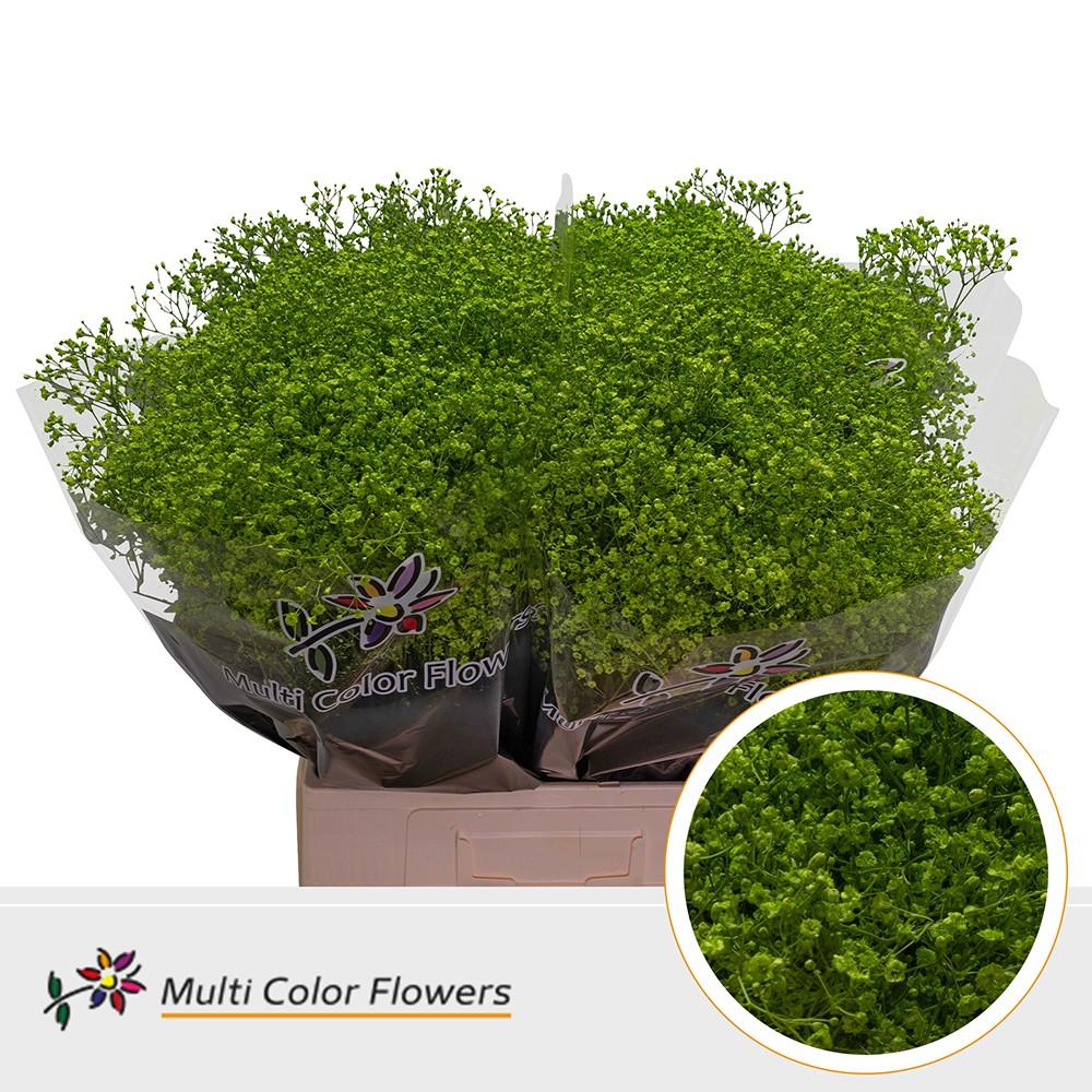 Срезанные цветы оптом Gyps fine paint applegreen от 75шт. из Голландии с доставкой по России