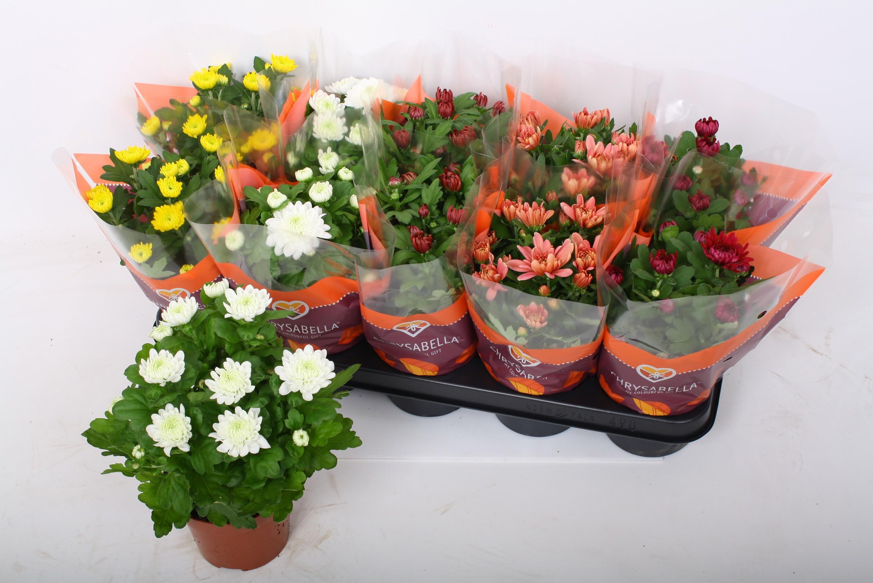 Горшечные цветы и растения оптом Chrys Gevuldbl Gem от 10шт' из Голландии с доставкой по России