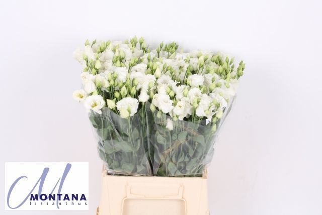 Срезанные цветы оптом Lisianthus si falda white от 50шт из Голландии с доставкой по России