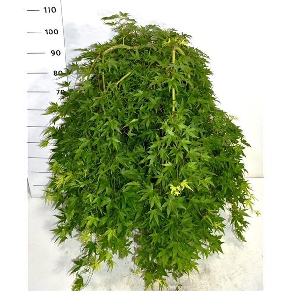 Горшечные цветы и растения оптом Acer Palm Ryusen от 1шт из Голландии с доставкой по России