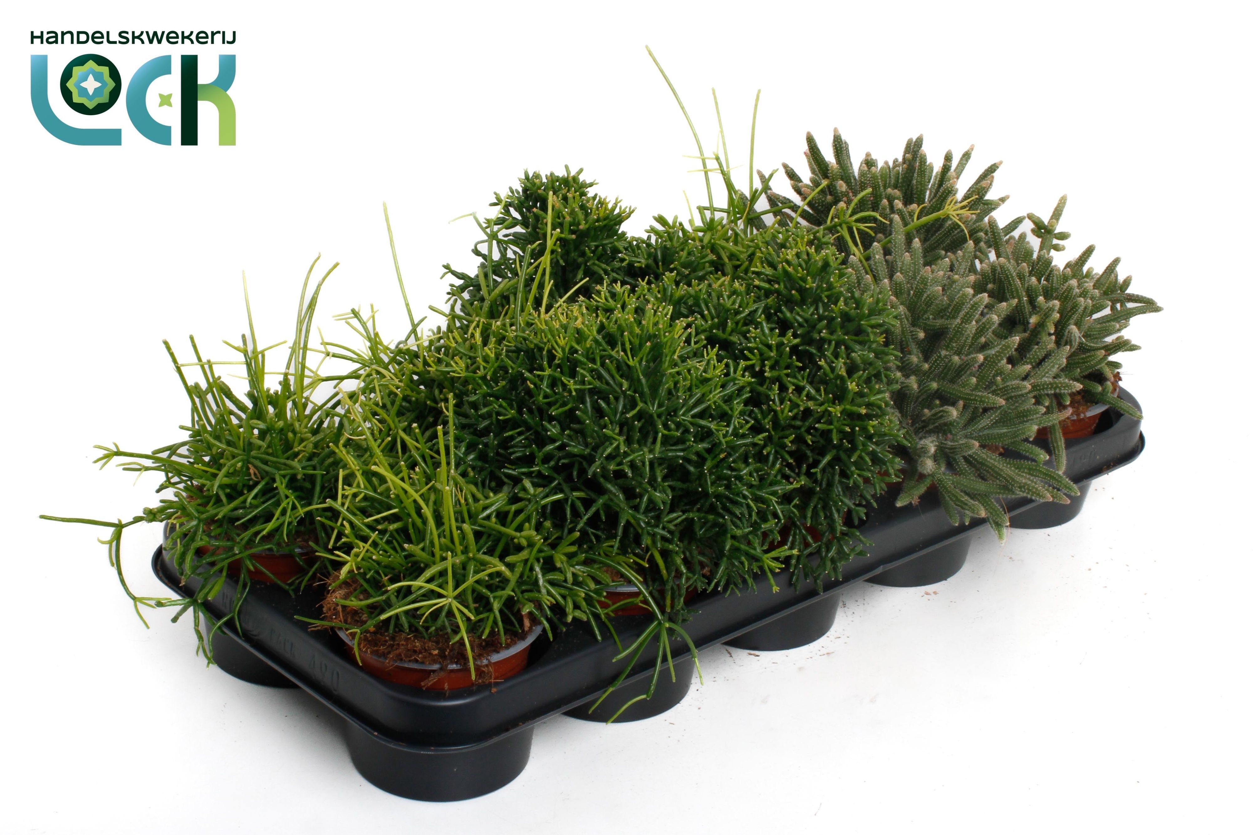 Горшечные цветы и растения оптом Rhipsalis Gem от 10шт из Голландии с доставкой по России