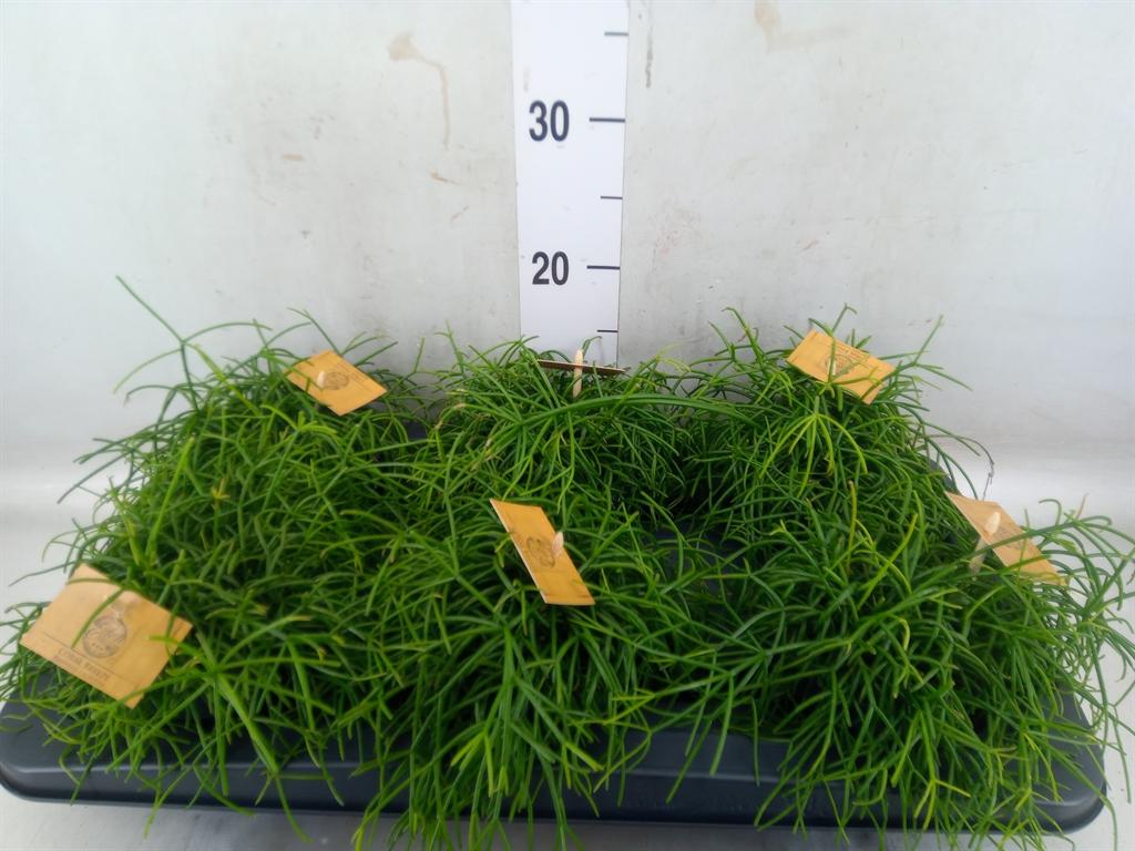 Горшечные цветы и растения оптом Rhipsalis   ... от 6шт из Голландии с доставкой по России