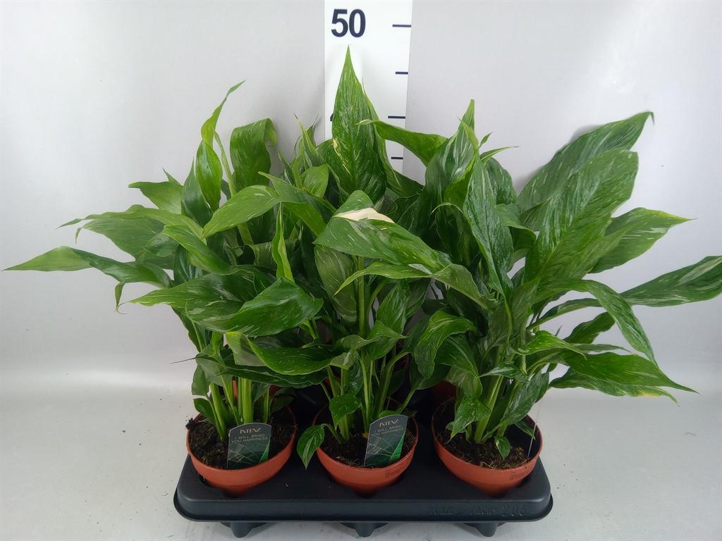 Горшечные цветы и растения оптом Spathiphyllum diamond от 6шт из Голландии с доставкой по России