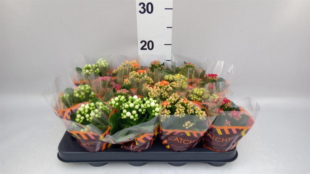 Горшечные цветы и растения оптом Kalanchoe Blos. ..rosebud Mix 5 от 16шт (для телеги) из Голландии с доставкой по России