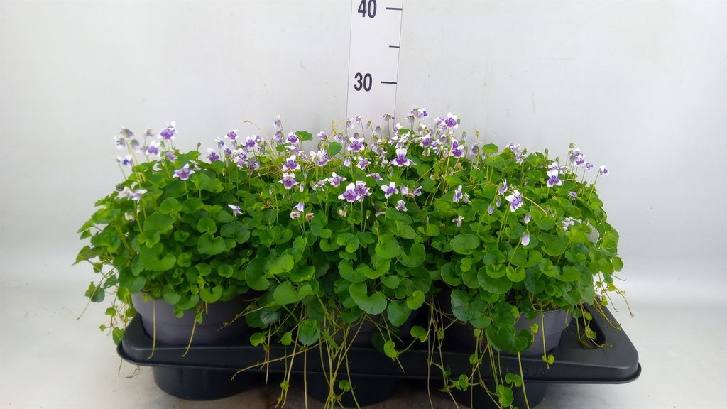 Горшечные цветы и растения оптом Viola Hederacea от 6шт (для телеги) из Голландии с доставкой по России