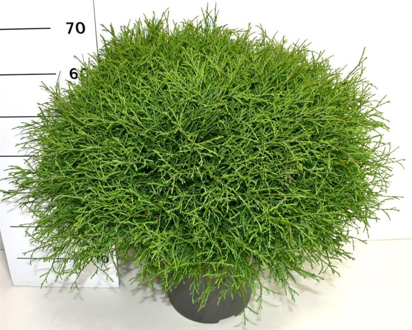 Горшечные цветы и растения оптом Thuja Occ. mr Bowling Ball от 1шт из Голландии с доставкой по России