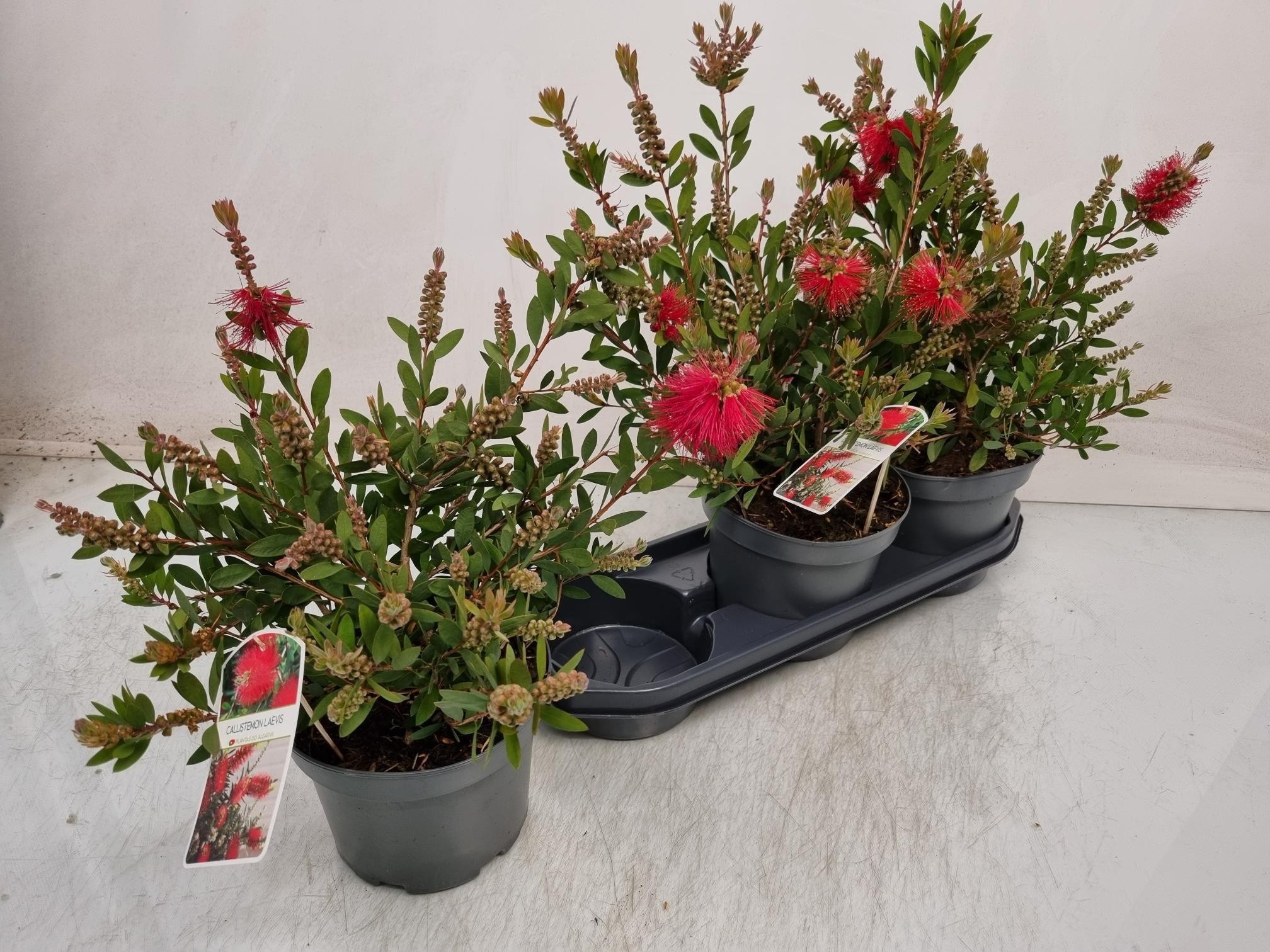 Горшечные цветы и растения оптом Callistemon Citrinus от 3шт из Голландии с доставкой по России