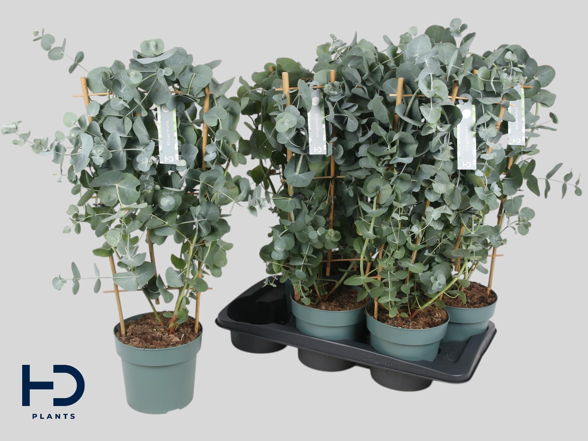 Горшечные цветы и растения оптом Eucal Cinerea от 6шт из Голландии с доставкой по России