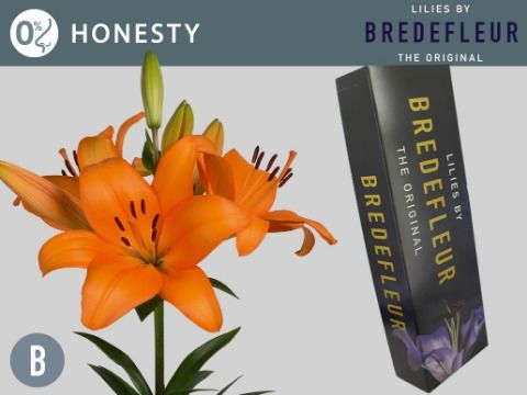 Срезанные цветы оптом Lilium la honesty от 80шт из Голландии с доставкой по России