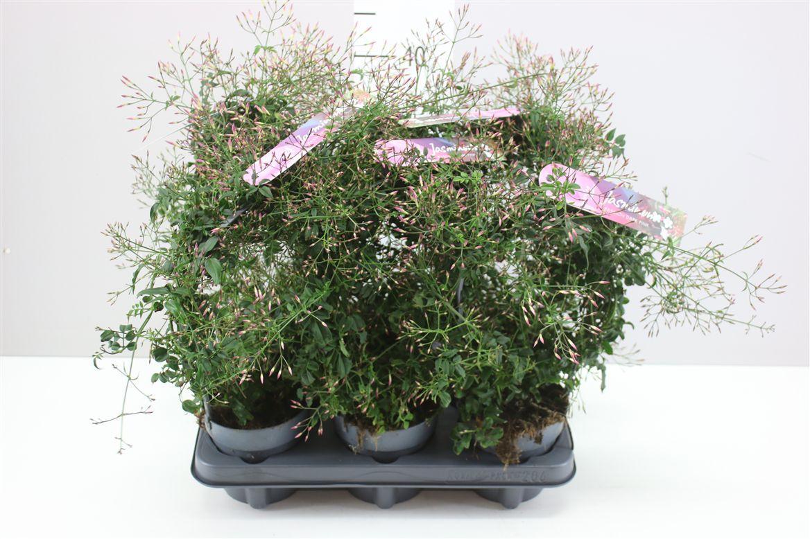 Горшечные цветы и растения оптом Jasminum Passion Boog 300+ от 6шт из Голландии с доставкой по России