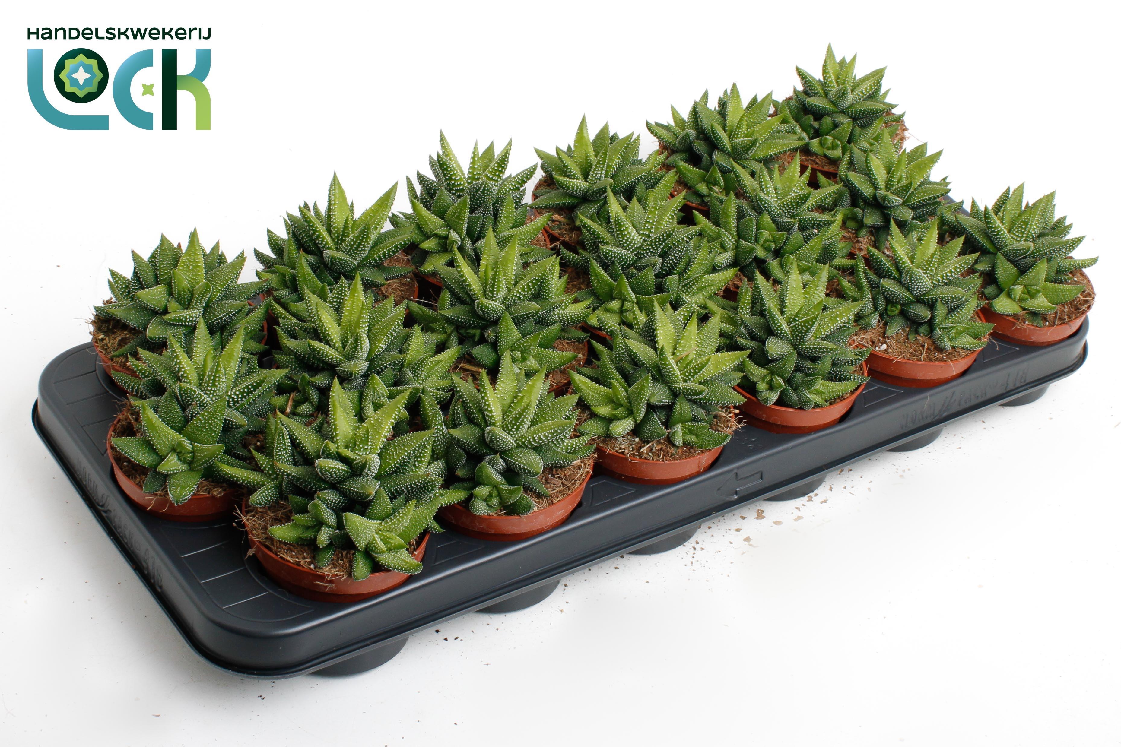 Горшечные цветы и растения оптом Haworthia Enon от 12шт (для телеги) из Голландии с доставкой по России