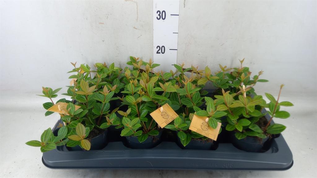 Горшечные цветы и растения оптом Peperomia Angulata от 8шт из Голландии с доставкой по России