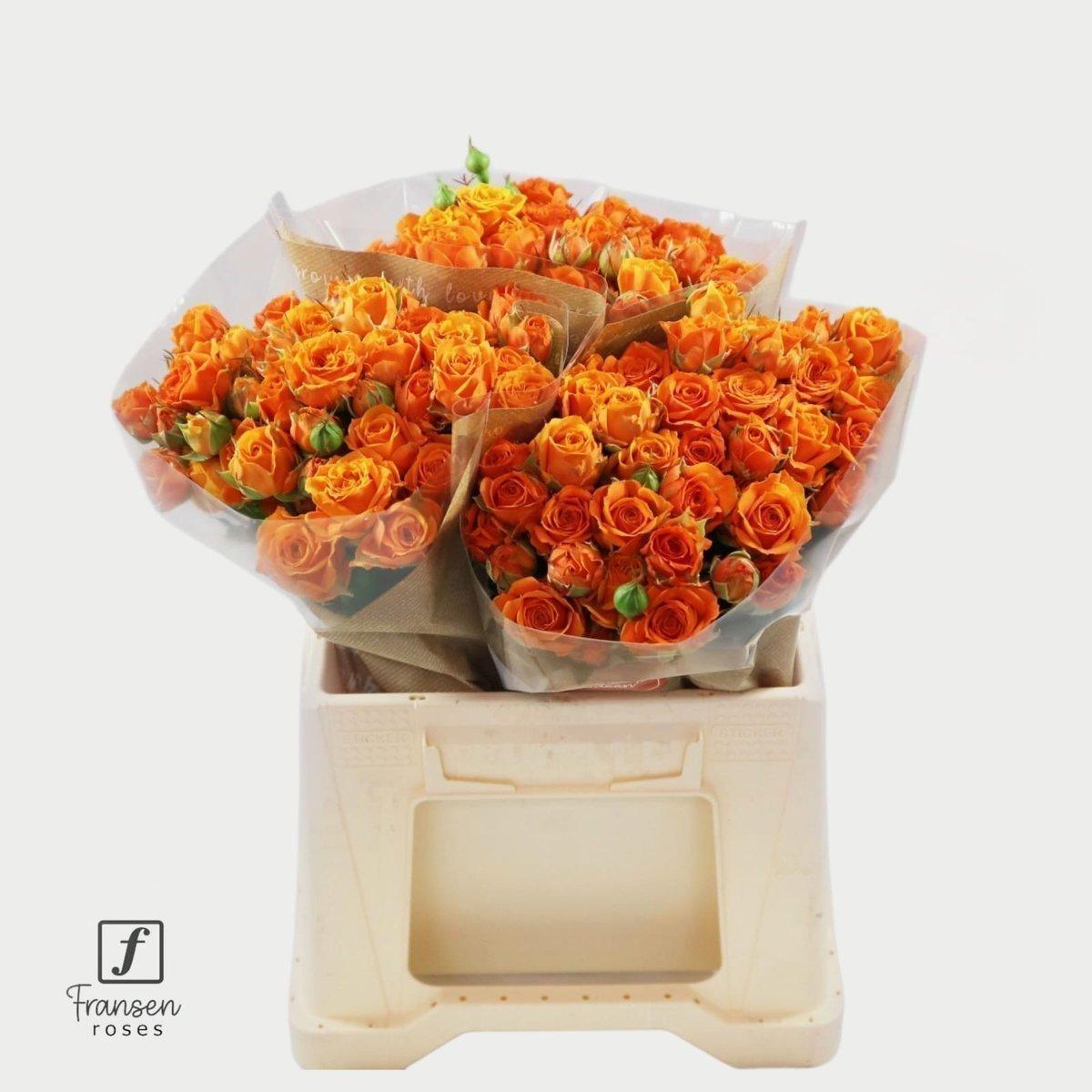 Срезанные цветы оптом Rosa spray orange queen от 40шт из Голландии с доставкой по России
