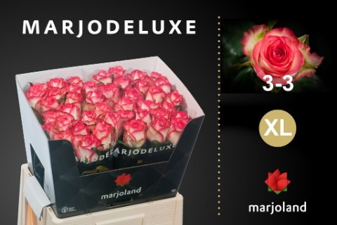 Срезанные цветы оптом Rosa large jumilia XL от 40шт из Голландии с доставкой по России