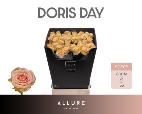 Срезанные цветы оптом Rosa large doris day Allure от 40шт из Голландии с доставкой по России