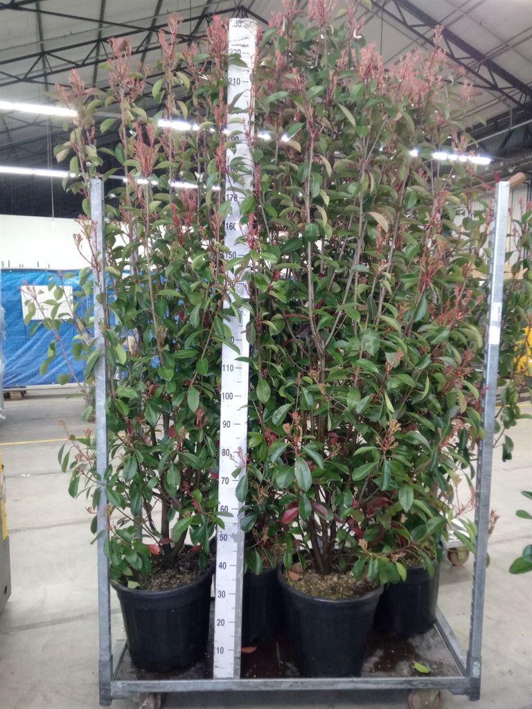 Горшечные цветы и растения оптом Photinia Fraseri от 1шт из Голландии с доставкой по России