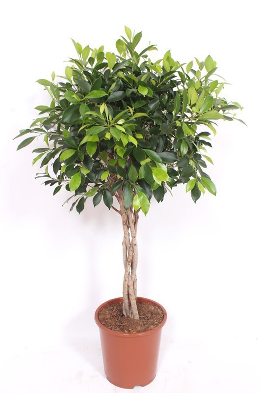 Горшечные цветы и растения оптом Ficus Nitida Twisted Stem от 1шт из Голландии с доставкой по России