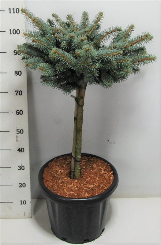 Горшечные цветы и растения оптом Picea Pung Glauca Globosa On Stem от 1шт из Голландии с доставкой по России