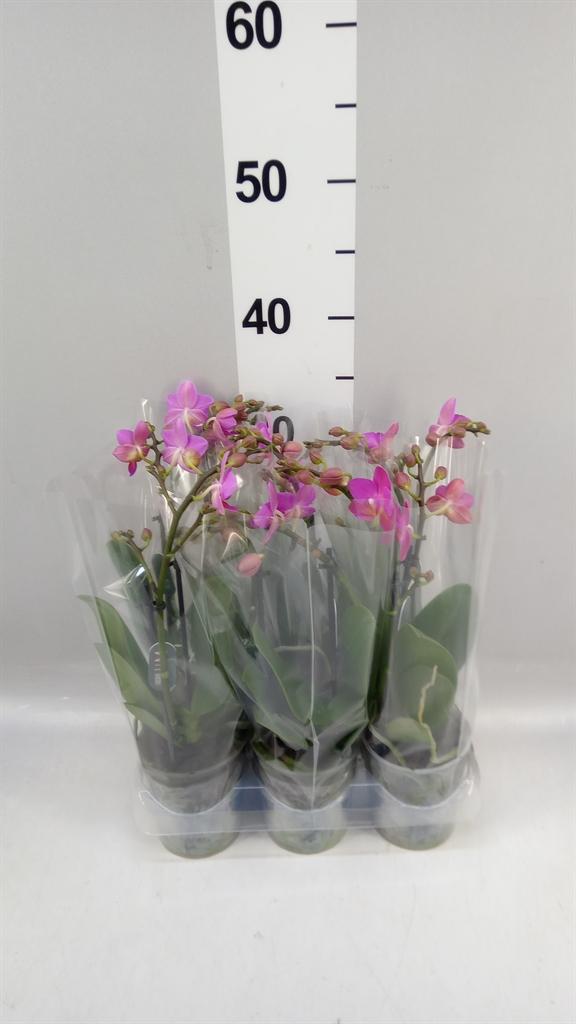 Горшечные цветы и растения оптом Phalaenopsis Multi. pink Flamingo от 6шт (для телеги) из Голландии с доставкой по России