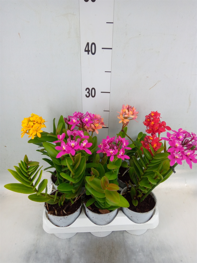Горшечные цветы и растения оптом Epidendrum   ... от 6шт (для телеги) из Голландии с доставкой по России