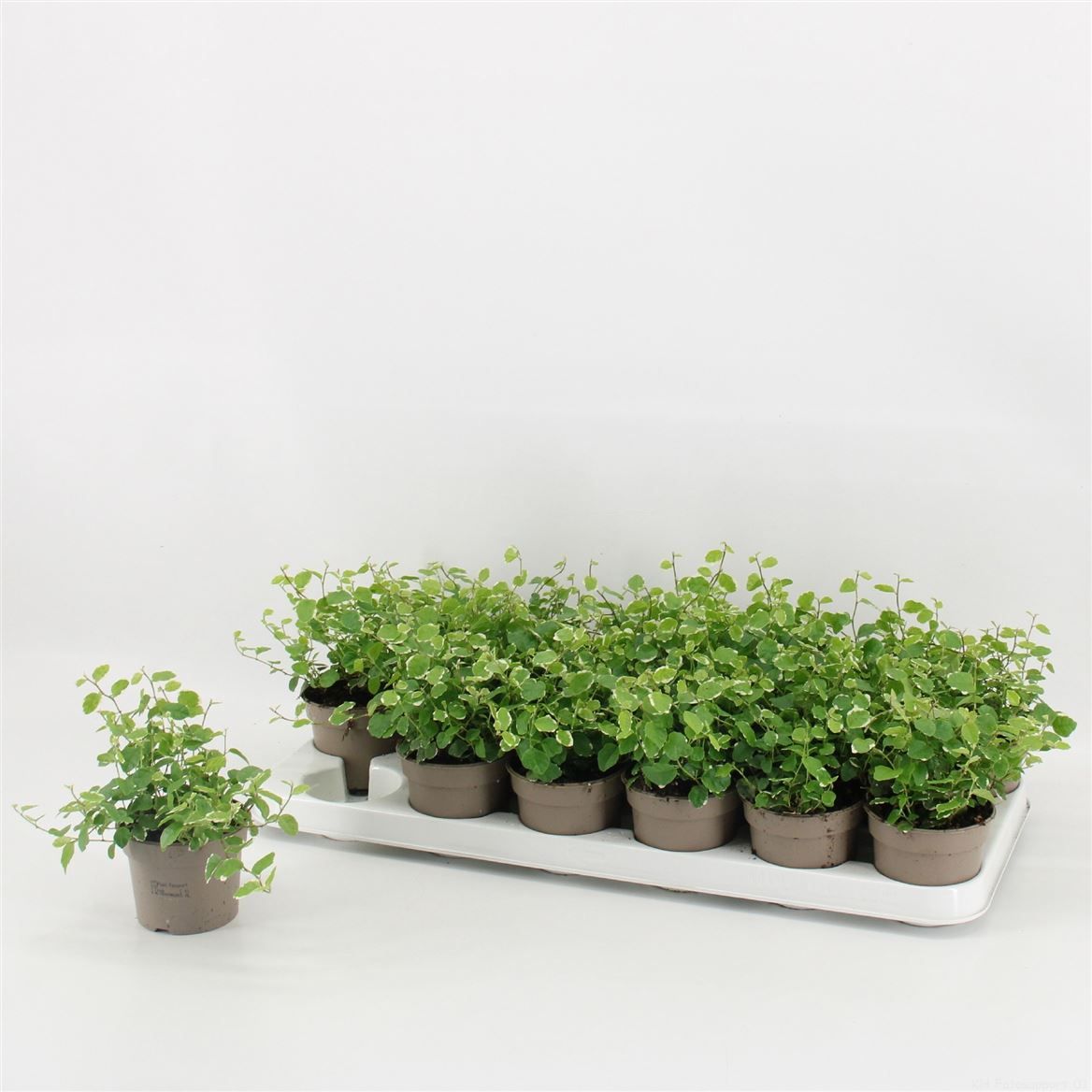 Горшечные цветы и растения оптом Ficus Pumila White Sunny от 18шт (для телеги) из Голландии с доставкой по России Горшечные цветы и растения оптом Ficus Pumila White Sunny от 18шт (для телеги) из Голландии с доставкой по России