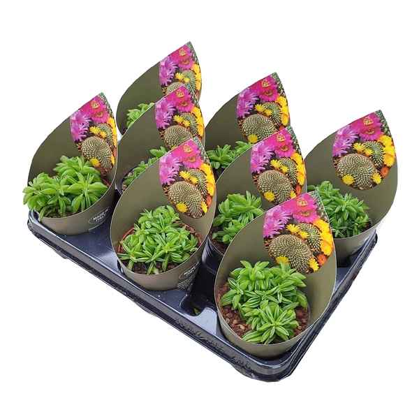 Горшечные цветы и растения оптом Peperomia Ferreyrae Potcover от 8шт из Голландии с доставкой по России