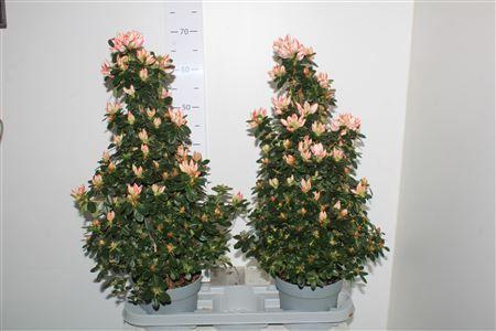 Горшечные цветы и растения оптом Rhodo Si Sachsenster Pyramide от 2шт из Голландии с доставкой по России