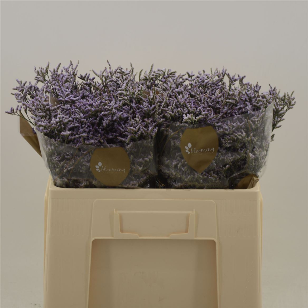 Срезанные цветы оптом Limonium safora lilac от 100шт. из Голландии с доставкой по России