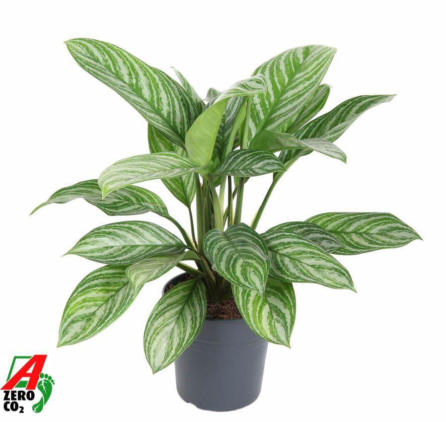 Горшечные цветы и растения оптом Aglaonema Stripes от 1шт из Голландии с доставкой по России