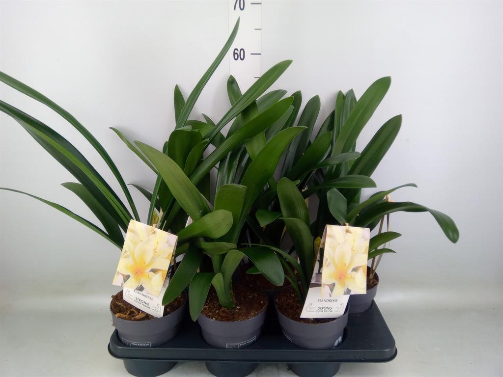 Горшечные цветы и растения оптом Clivia Miniata Var. Citrina от 6шт из Голландии с доставкой по России