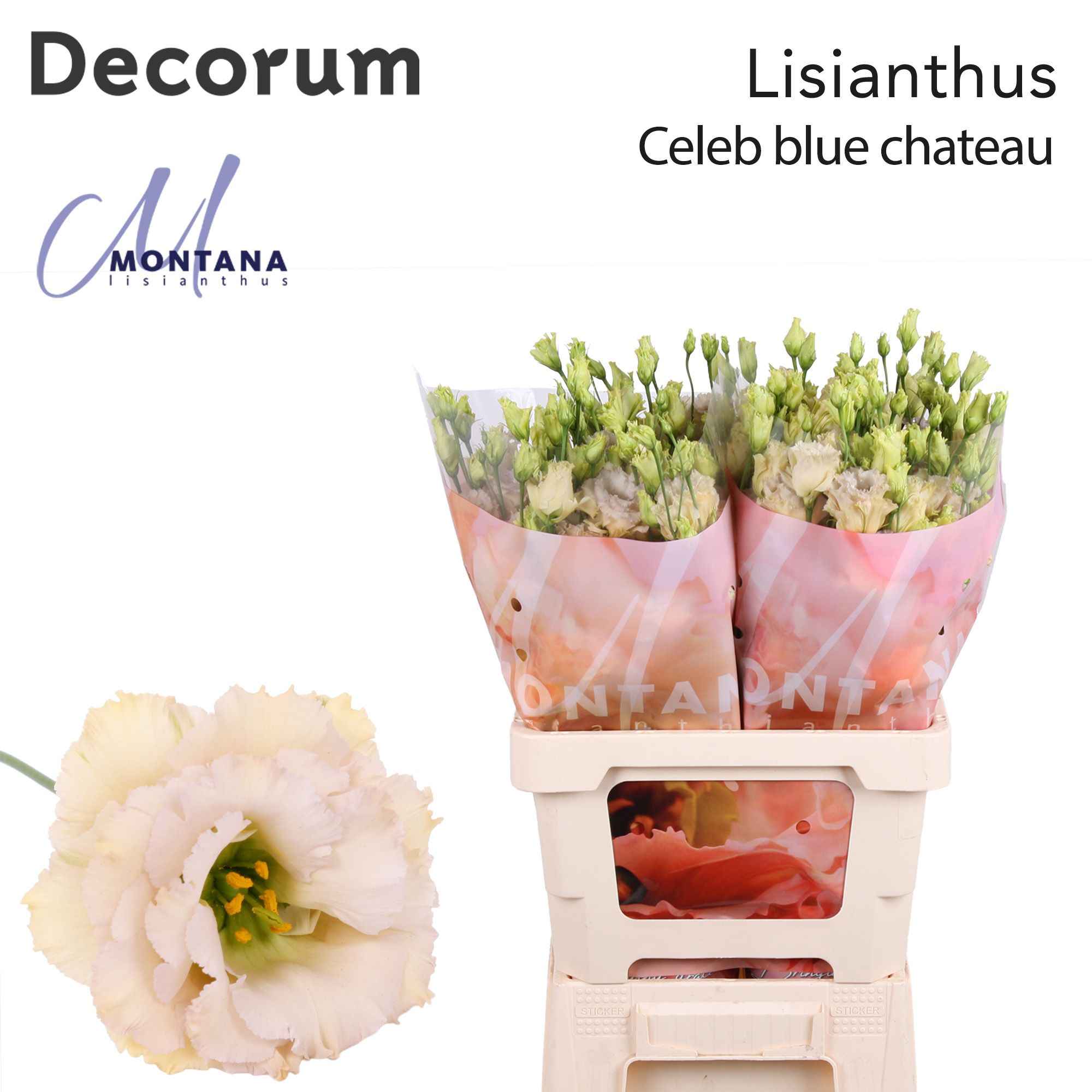 Срезанные цветы оптом Lisianthus do blue chateau от 20шт из Голландии с доставкой по России