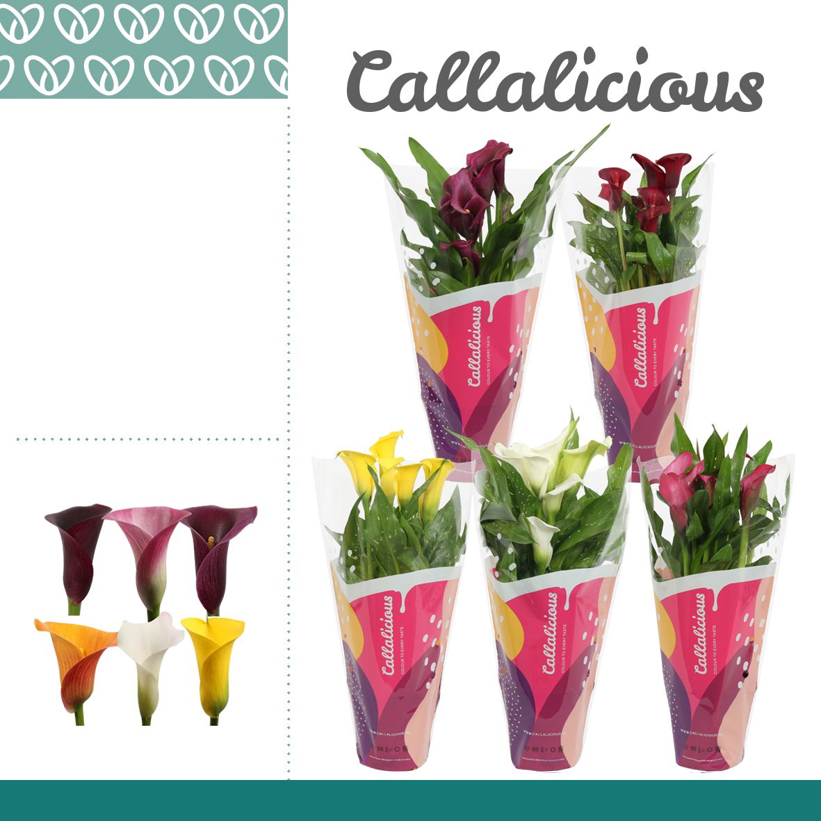 Горшечные цветы и растения оптом Zantedeschia Mix 3+ In Callalicious Sleeve от 10шт из Голландии с доставкой по России