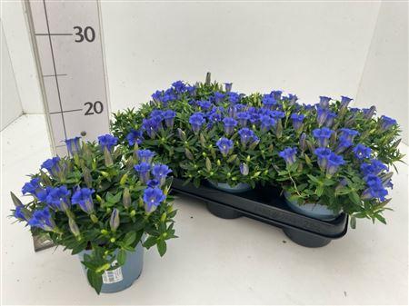 Горшечные цветы и растения оптом Gentiana Cultivars P10,5 Big Blue от 8шт из Голландии с доставкой по России