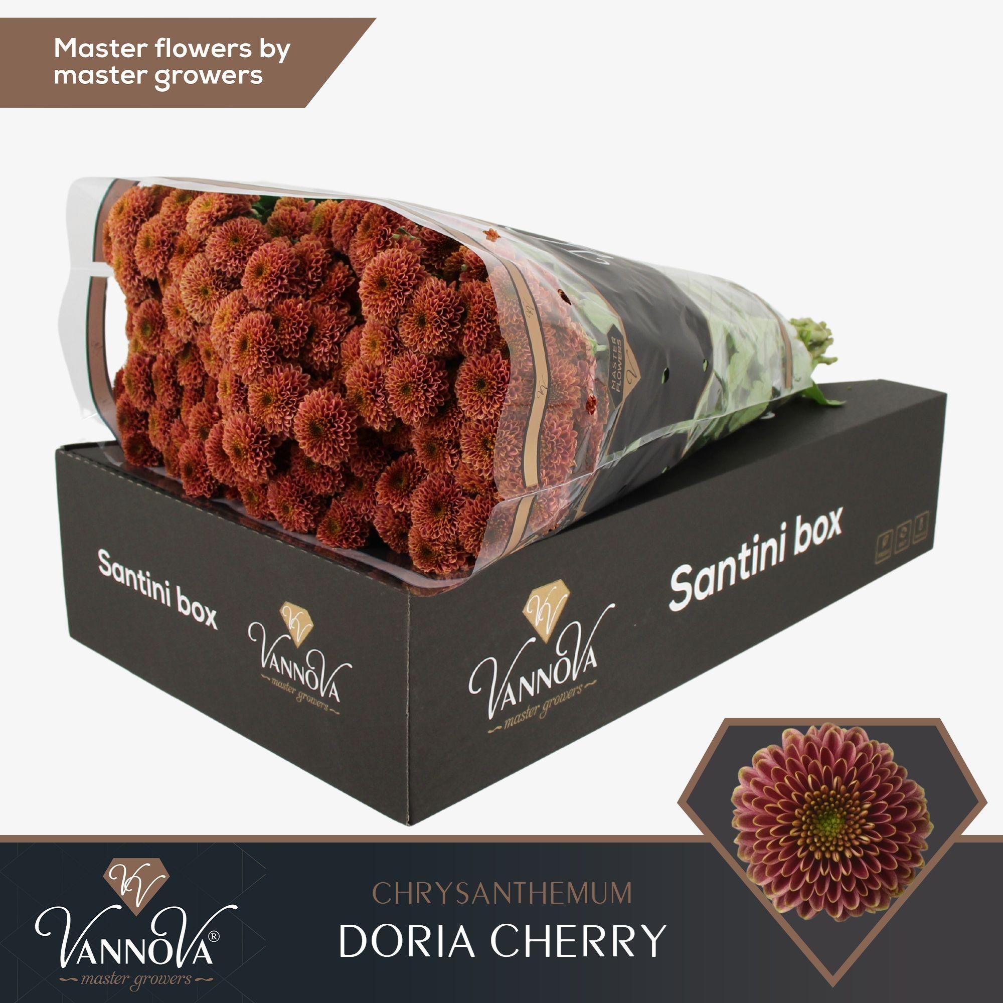 Срезанные цветы оптом Chrys sa doria cherry от 25шт. из Голландии с доставкой по России