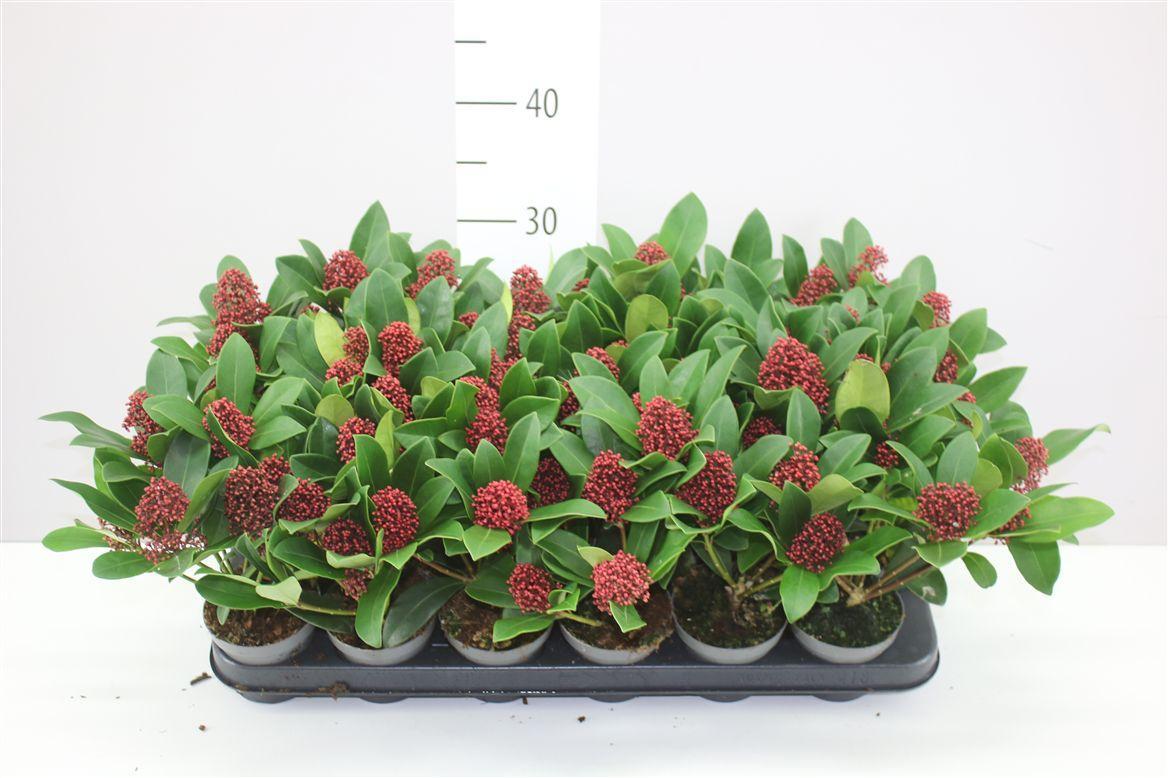Горшечные цветы и растения оптом Skimmia Jap Rubella 3+ от 18шт (для телеги) из Голландии с доставкой по России