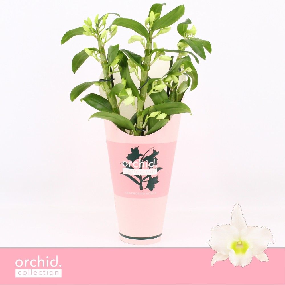Горшечные цветы и растения оптом Dendr Nob 3st Apollon Compact Orchid от 6шт из Голландии с доставкой по России