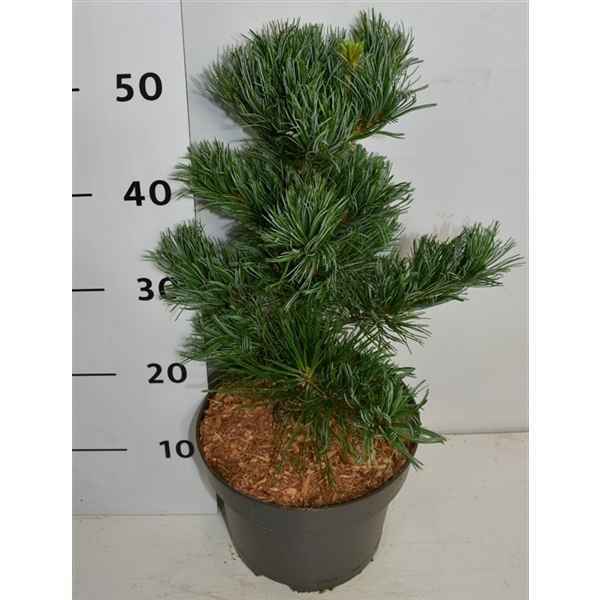 Горшечные цветы и растения оптом Pinus Parv Glauca от 1шт из Голландии с доставкой по России