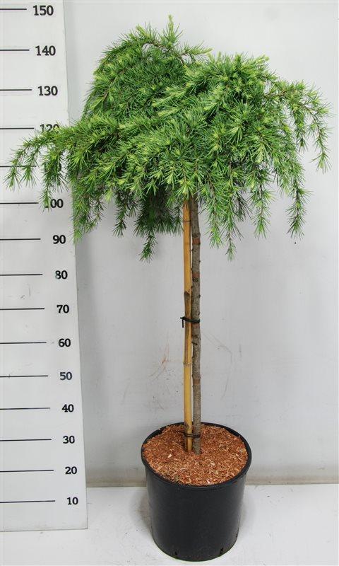 Горшечные цветы и растения оптом Cedrus Deo Feelin Blue On Stem от 1шт из Голландии с доставкой по России