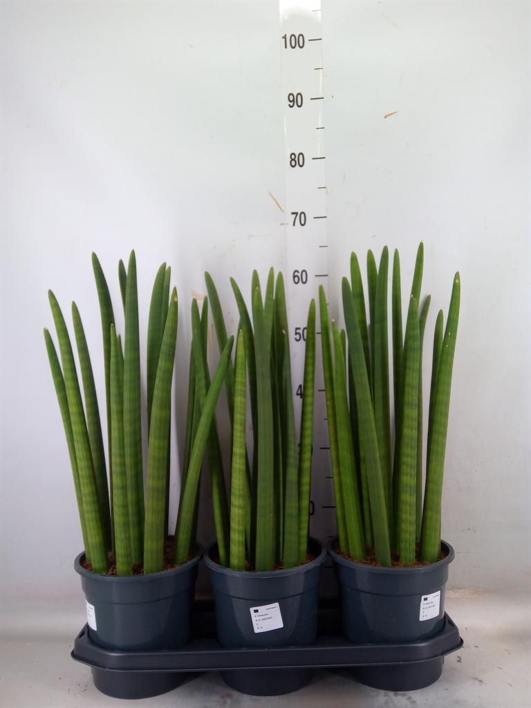 Горшечные цветы и растения оптом Sansevieria Cyl.  ... от 3шт из Голландии с доставкой по России