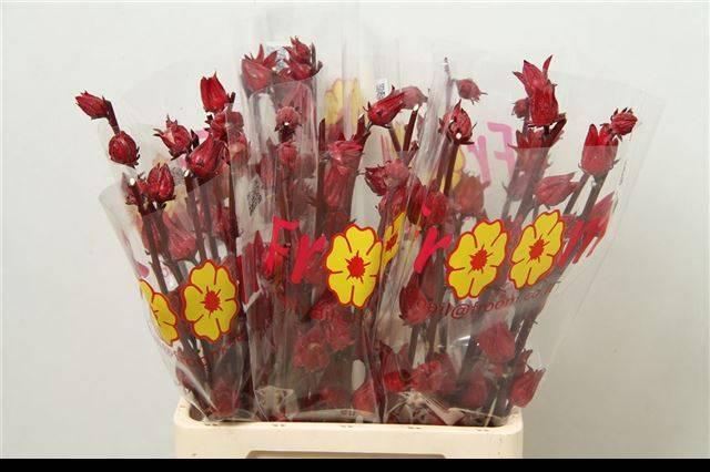 Срезанные цветы оптом Hibiscus eden red от 20шт из Голландии с доставкой по России