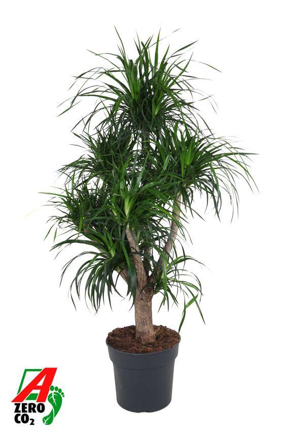 Горшечные цветы и растения оптом Dracaena Angustifolia Vertakt P34 от 1шт из Голландии с доставкой по России